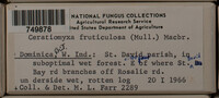 Ceratiomyxa fruticulosa var. fruticulosa image